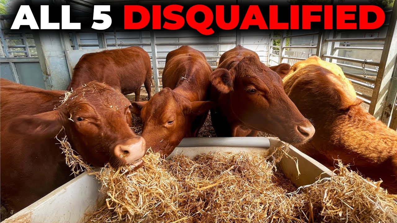 red heifer sacrifice date