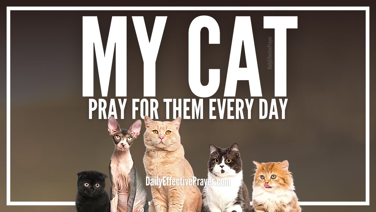 prayer for sick kitty