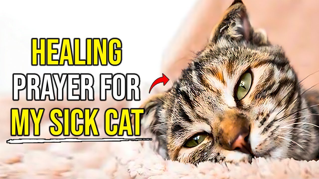 prayer for the sick cat