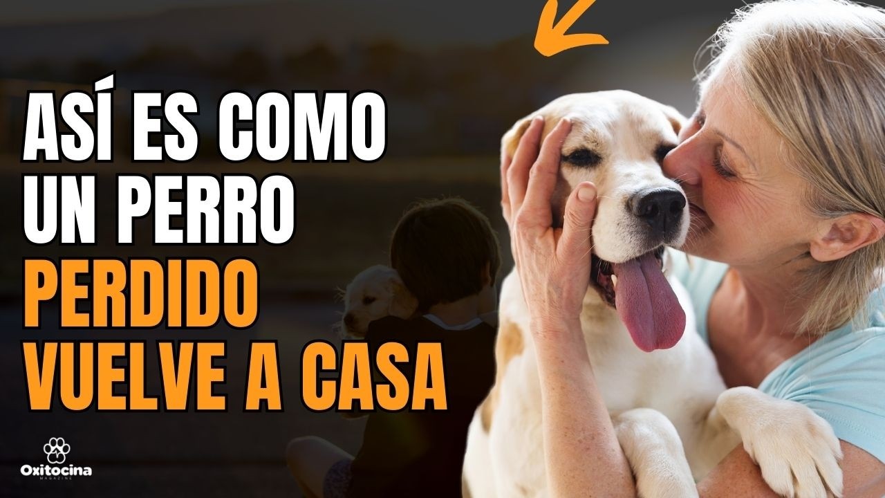 perros perdidos