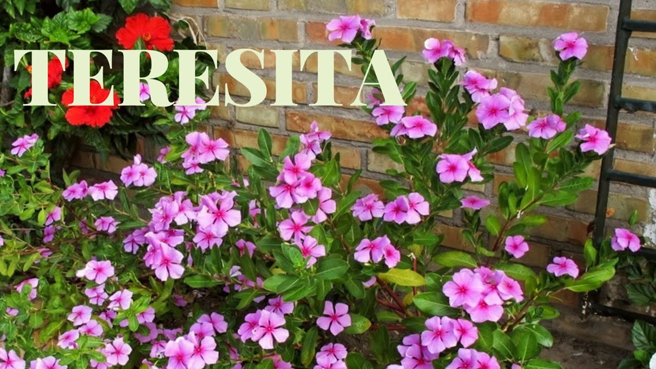 teresitas flores