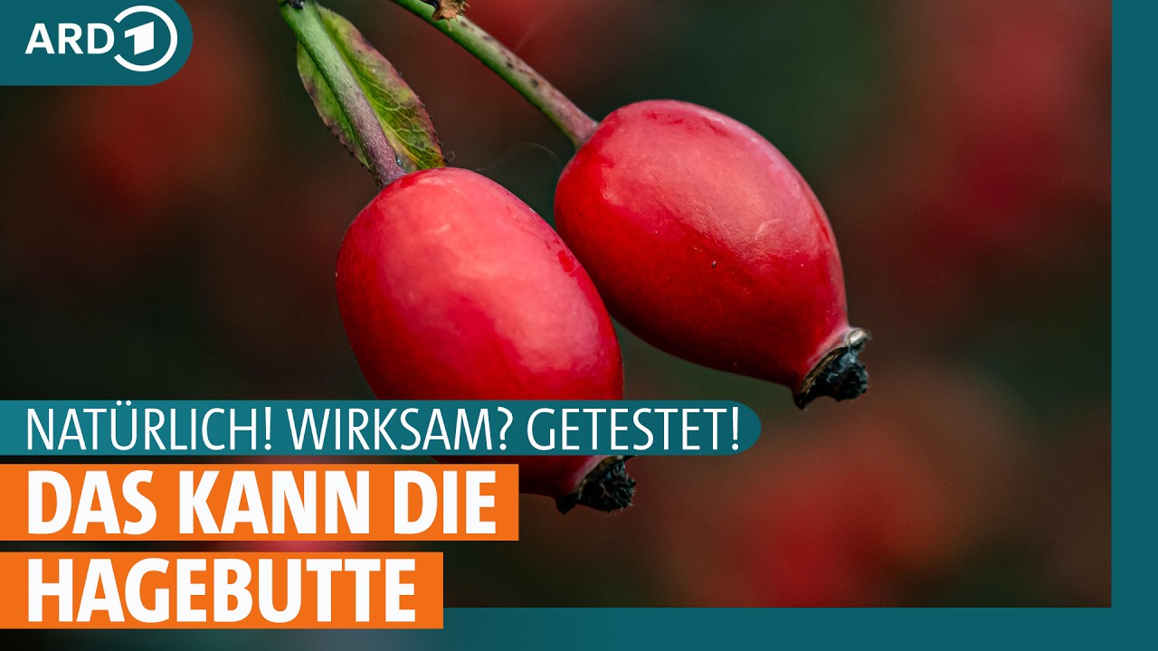 hagebuttenpulver gesundheit