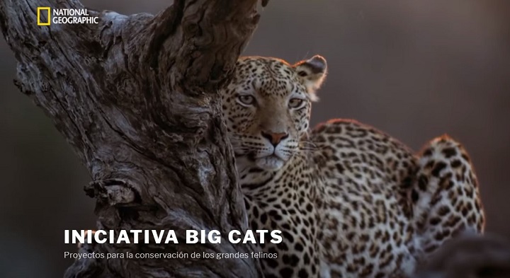 Iniciativa Big Cats 2018, fotografie koček na Instagramu k záchraně velkých koček