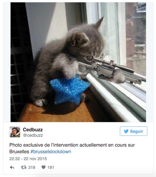Obrázek - Co znamenají twitterové kočky?