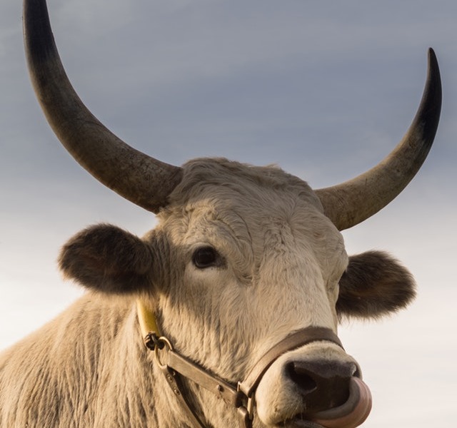 3 krypta, která budou těžit v příštím Bull Run 5 3 krypta, která budou těžit v příštím Bull Run