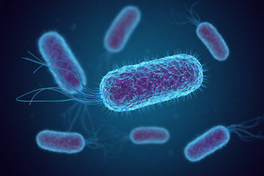 Bakterie rostoucí v laboratoři přecházejí na spotřebu oxidu uhličitého ... 5 Bakterie rostoucí v laboratoři přecházejí na spotřebu oxidu uhličitého ...