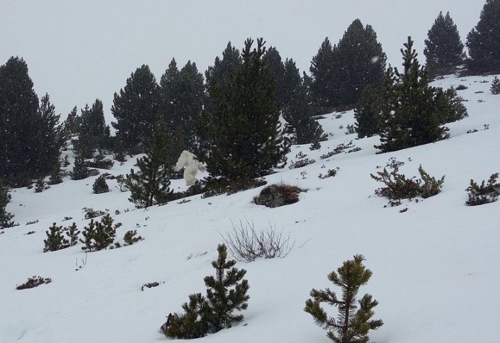 Obrázek - Formigal's Yeti, nový virál