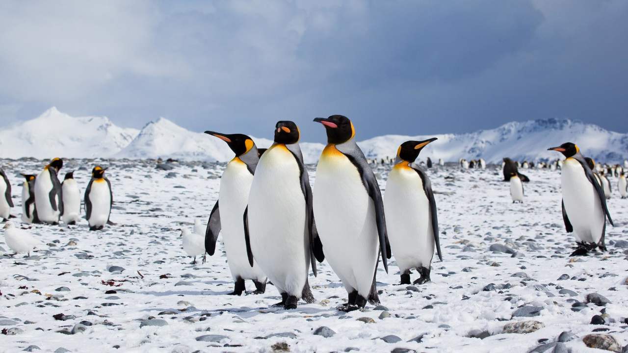 Happy Feet: Antarctic Penguins See Population Growth…