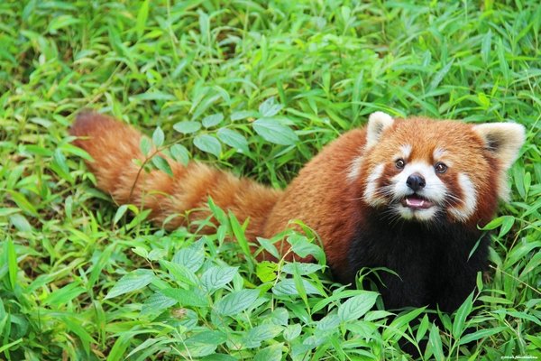 Mozilla se obává rozhodnutí Microsoftu opustit EdgeHTML 7 Mozilla se obává rozhodnutí Microsoftu opustit EdgeHTML