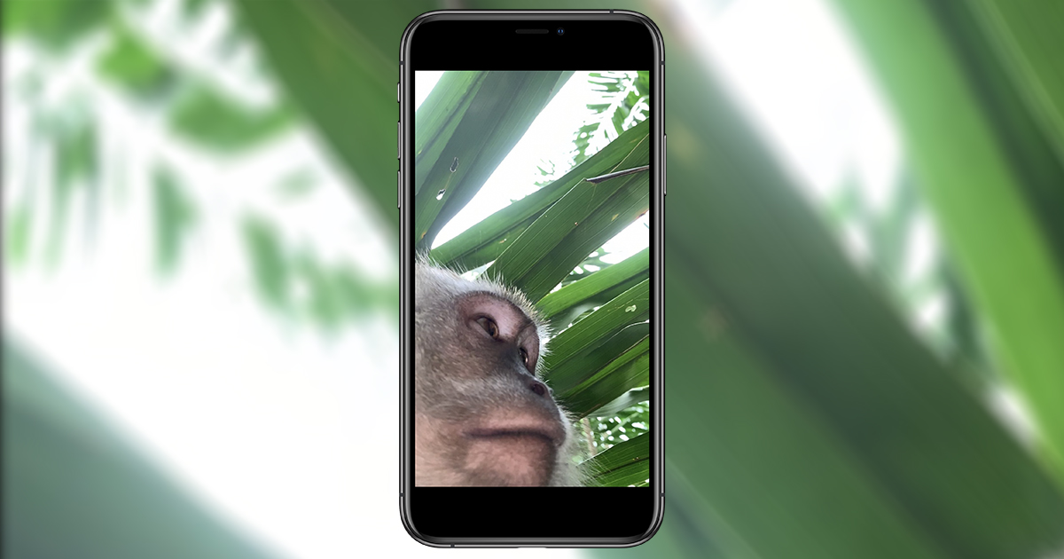 maymun iphone çalıyor