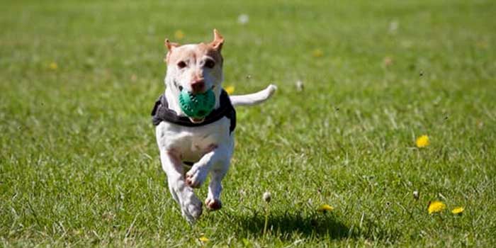 GPS Samsung köpekleri