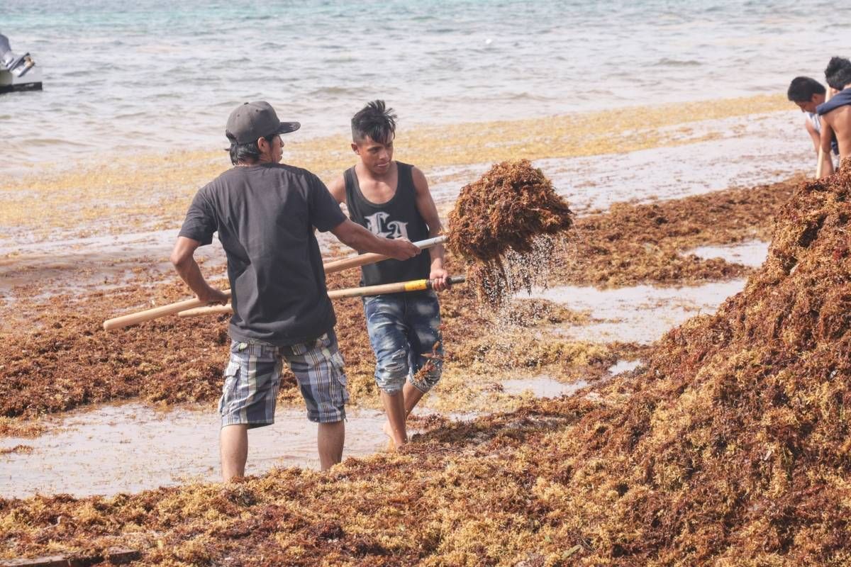 Spojené království bude monitorovat sargassum v mexickém Karibiku se satelity Britská vláda bude financovat satelitní projekt University of Nottingham 11 Spojené království bude monitorovat sargassum v mexickém Karibiku se satelity Britská vláda bude financovat satelitní projekt University of Nottingham