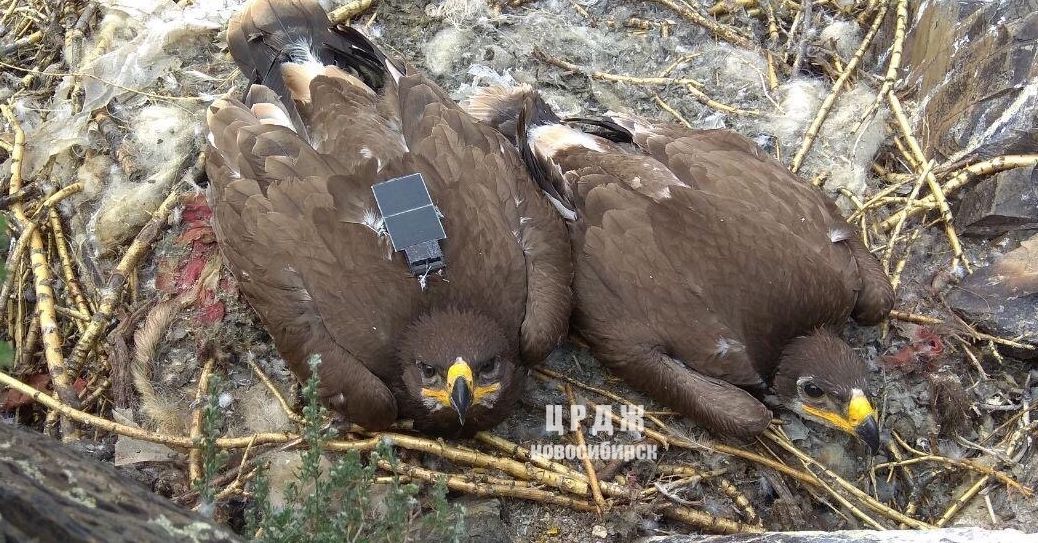 Stěhovaví orli shromažďují obrovské účty za mobilní telefony 20 Stěhovaví orli shromažďují obrovské účty za mobilní telefony