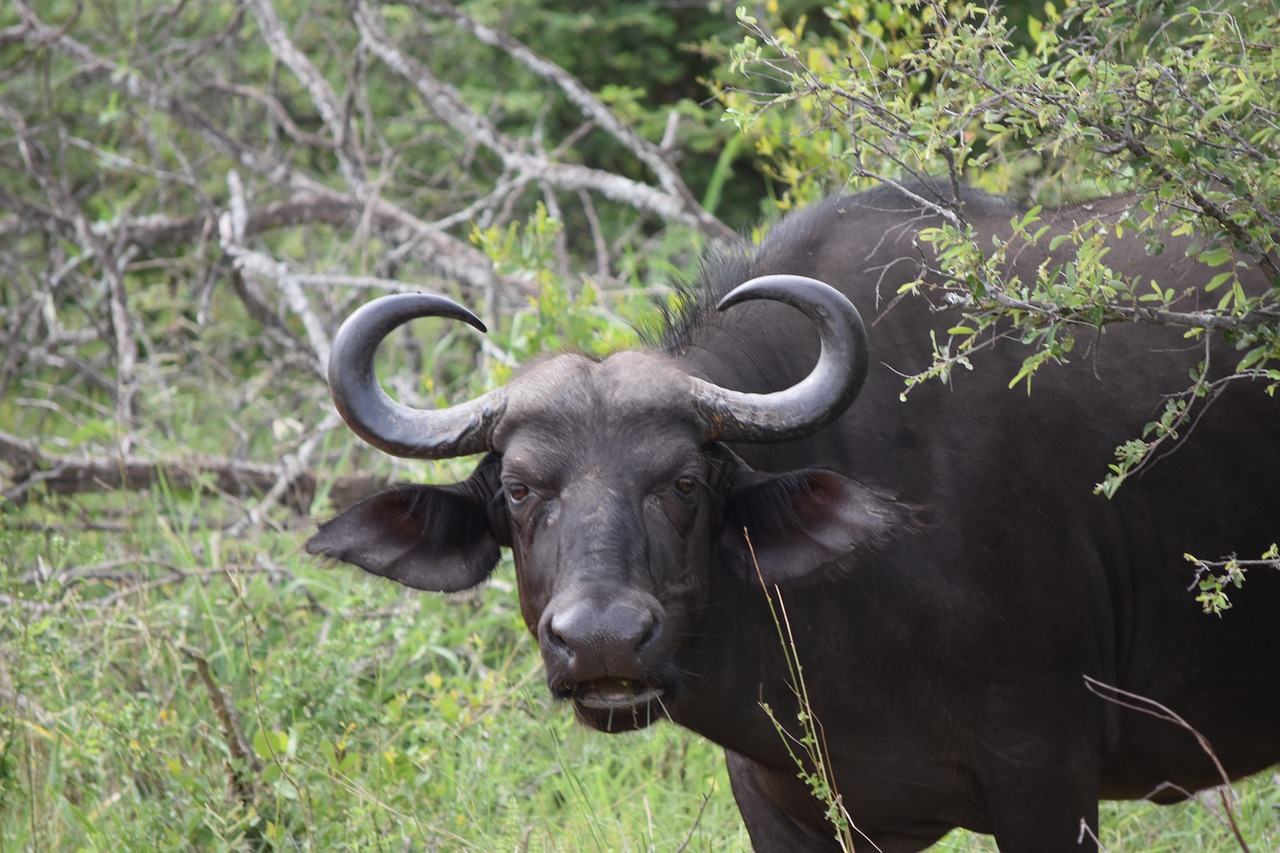 buffalo květák