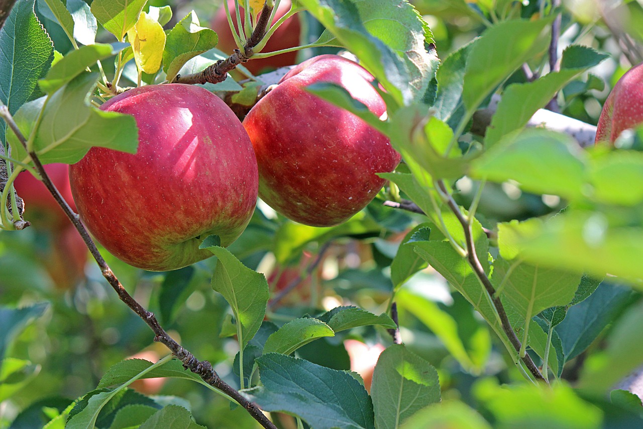 Esim apple watch: 5 důvodů, proč ji musíte mít nyní! 1 esim apple watch