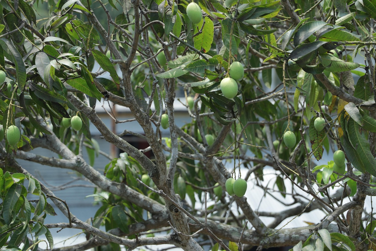 jak loupat mango