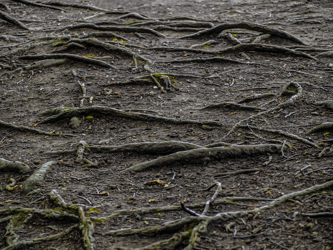 root telefonu