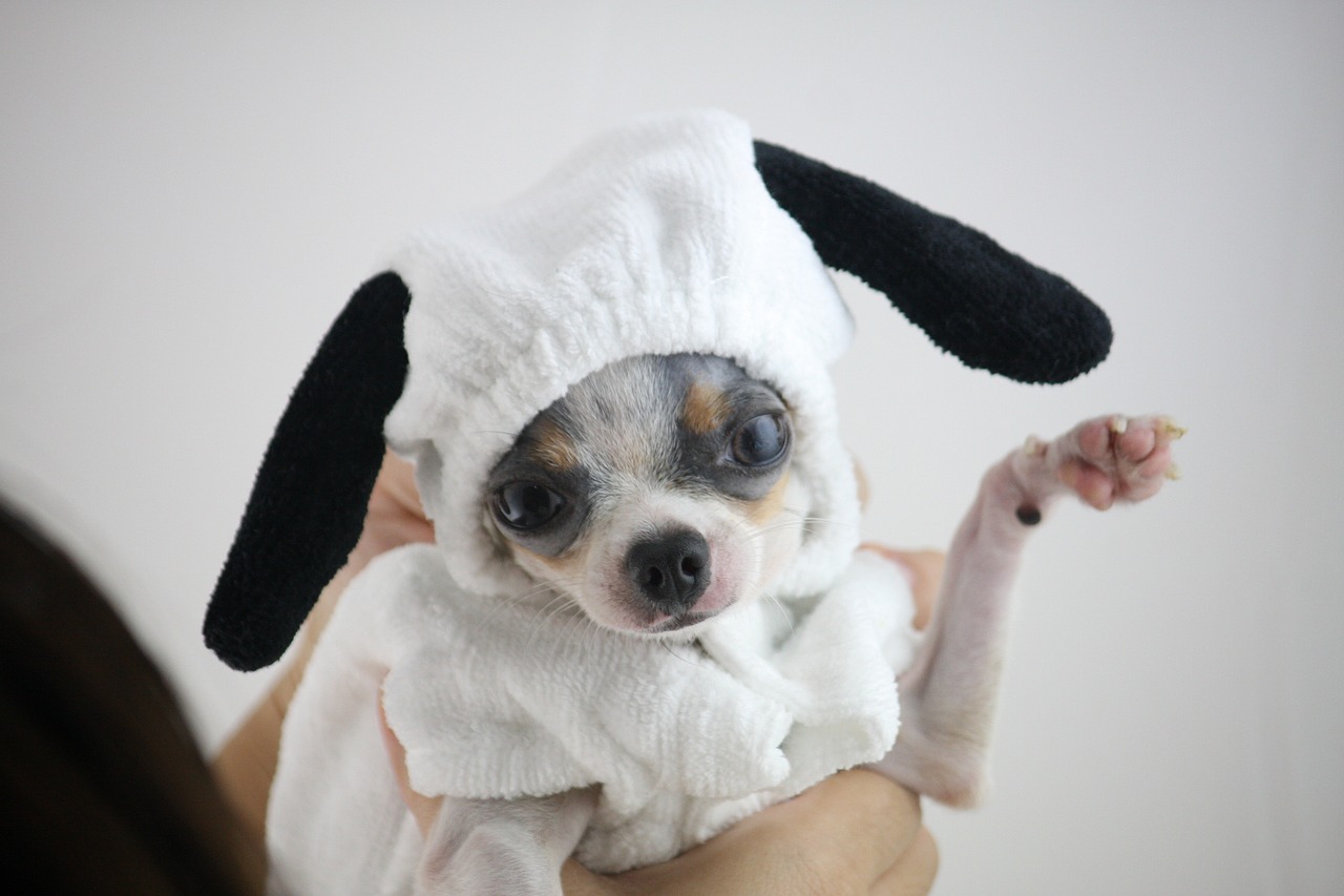 snoopy postavy