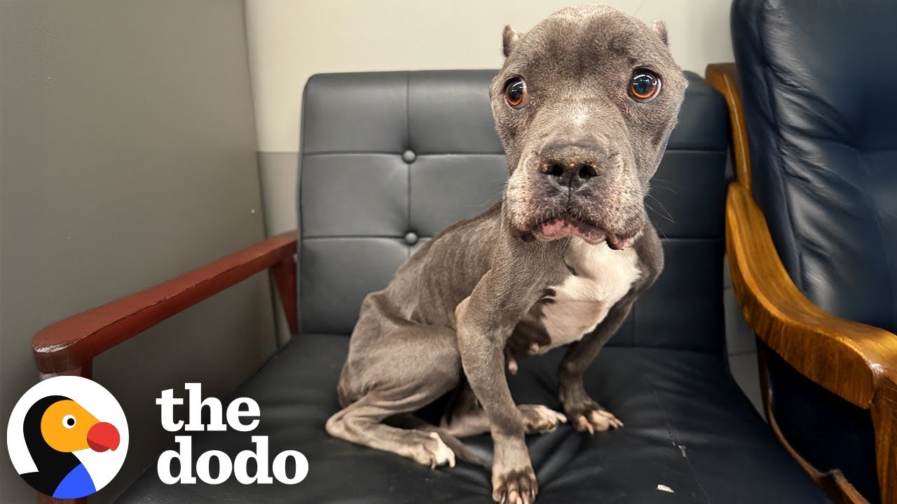 Dodo. 5 důvodů, proč si vybrat zdravé stravování v 2025 1 dodo