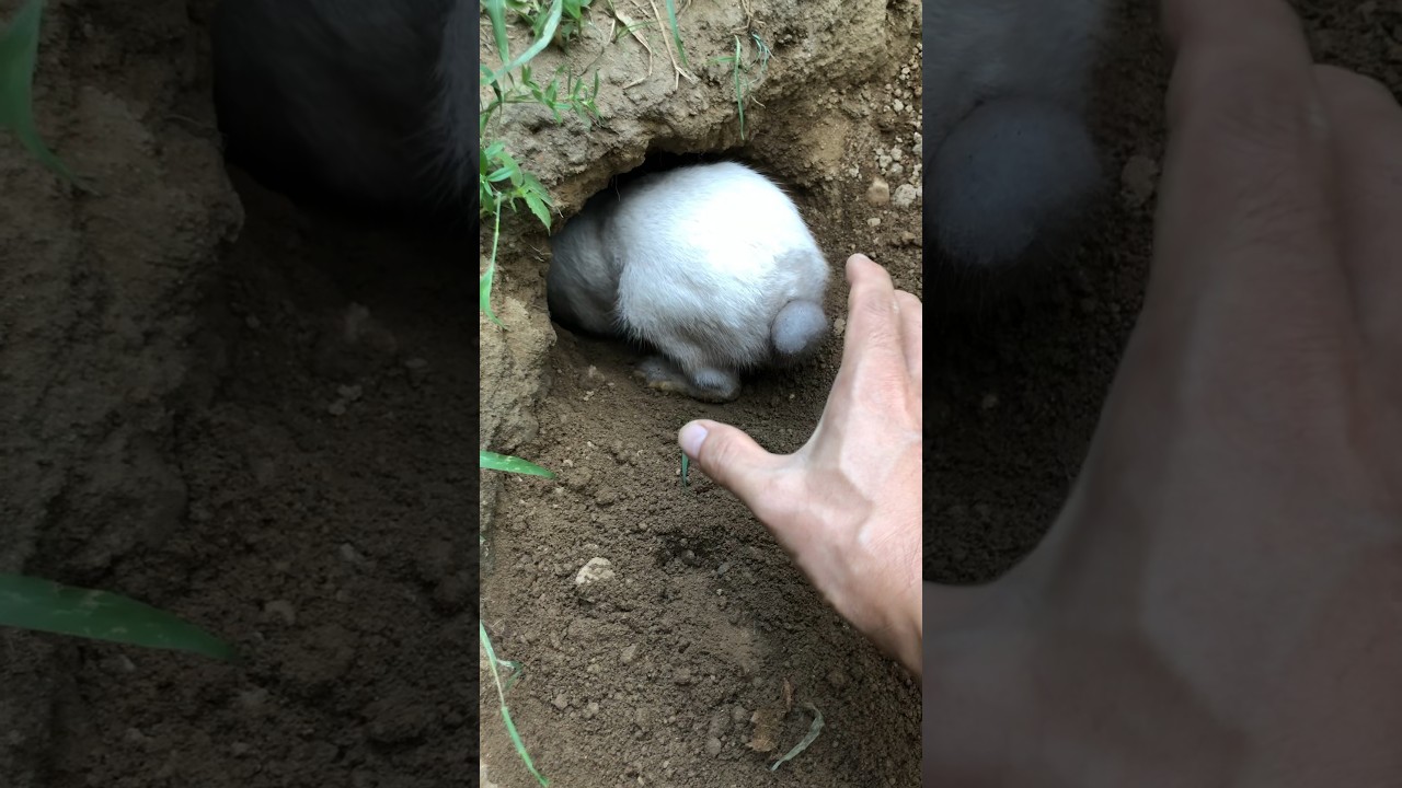 Petting 2025: 7 důvodů, proč to musíš vyzkoušet! 2 petting