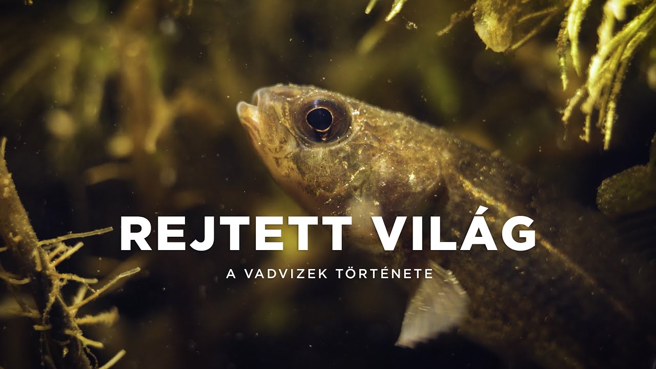 vízek